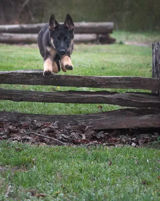 Lexa, Schwarzer Hund German Shepherd puppy, jumping over fence