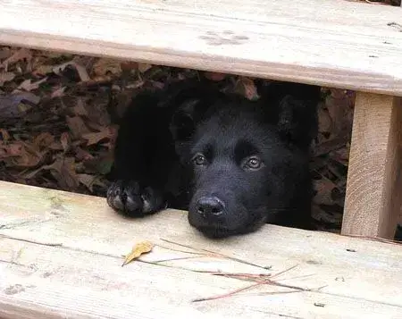 Schwarzer Hund German Shepherd puppy peeking through stairs