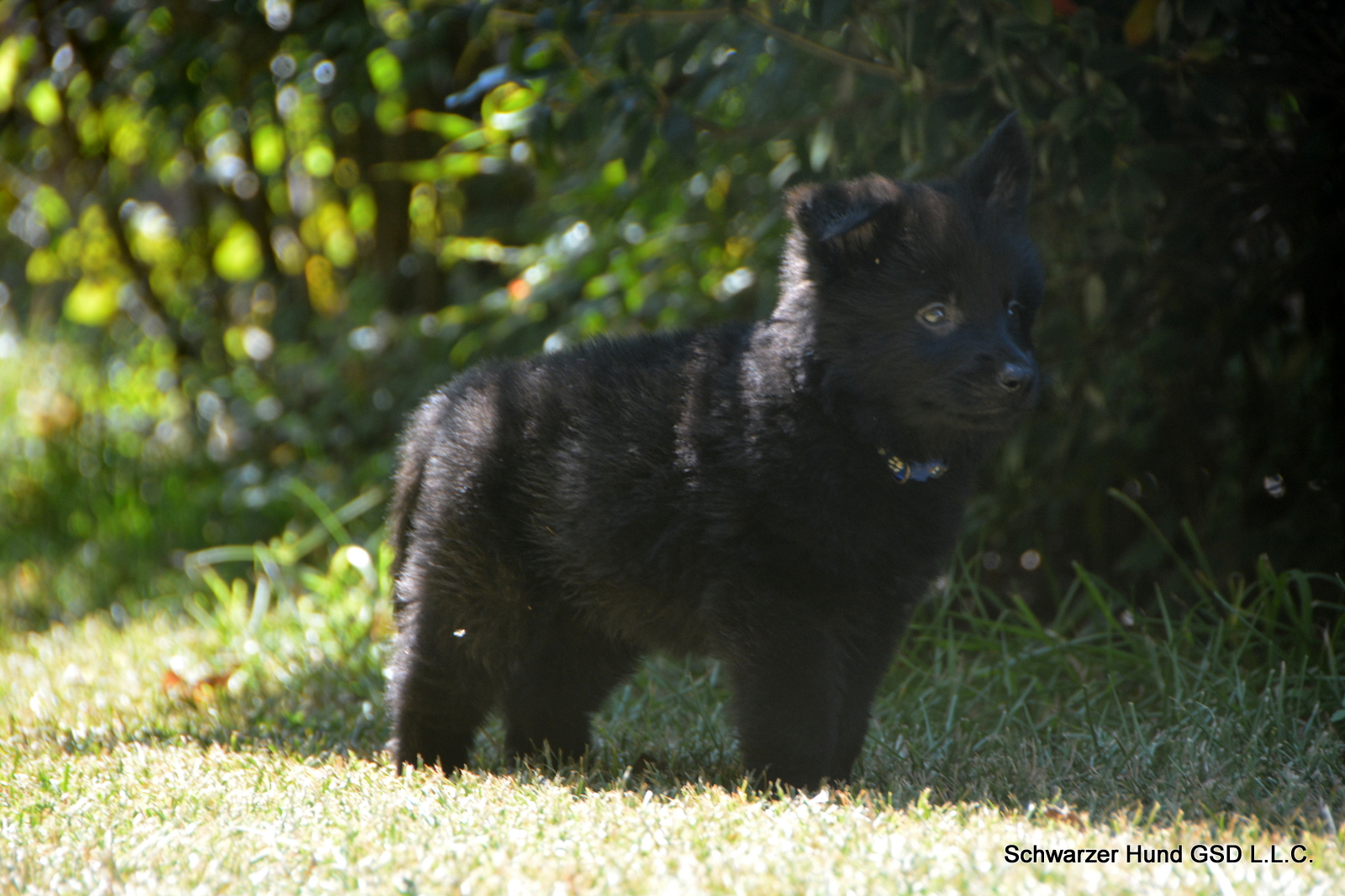 Black German Shepherd Puppy for Sale
