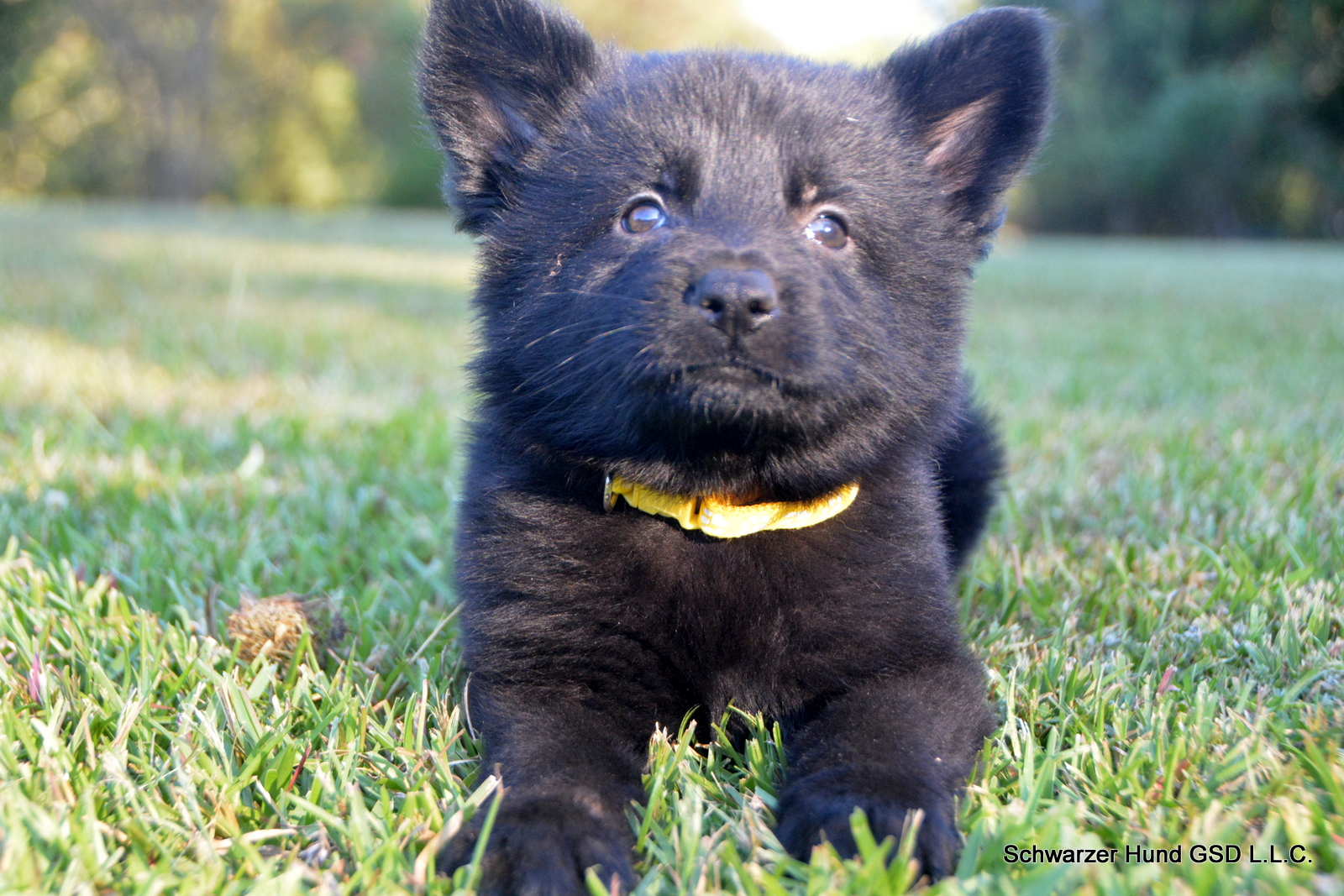black German Shepherd