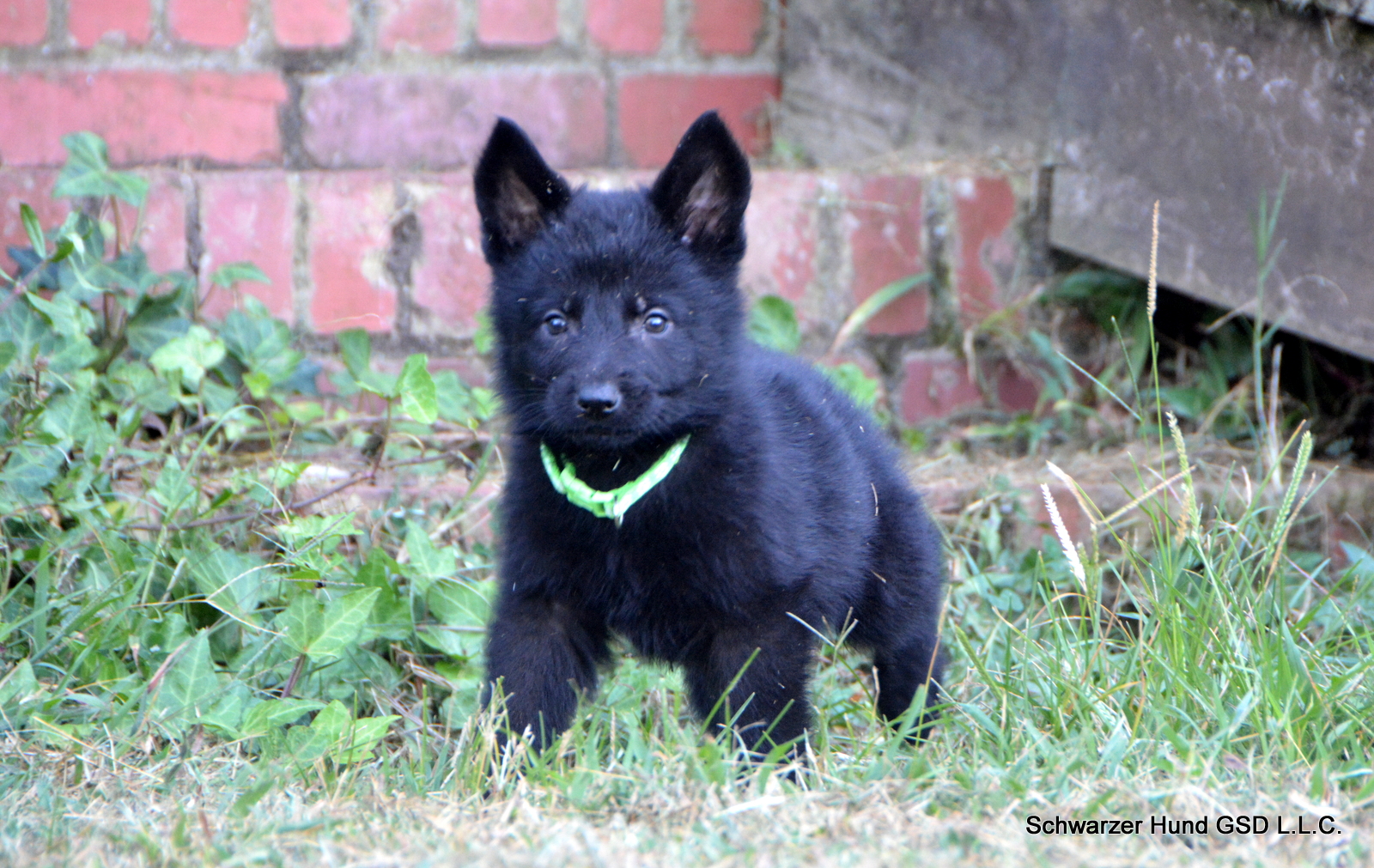 black German Shepherd puppy for sale