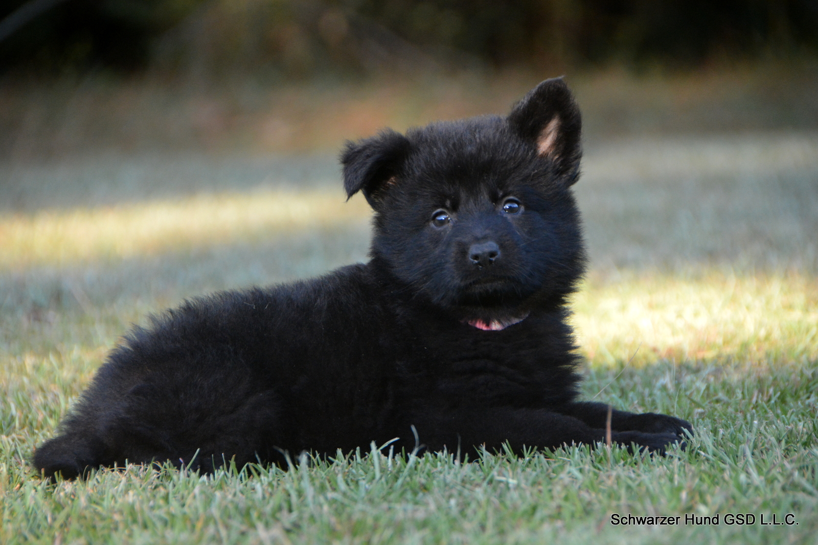 Black German Shepherd Puppy for Sale