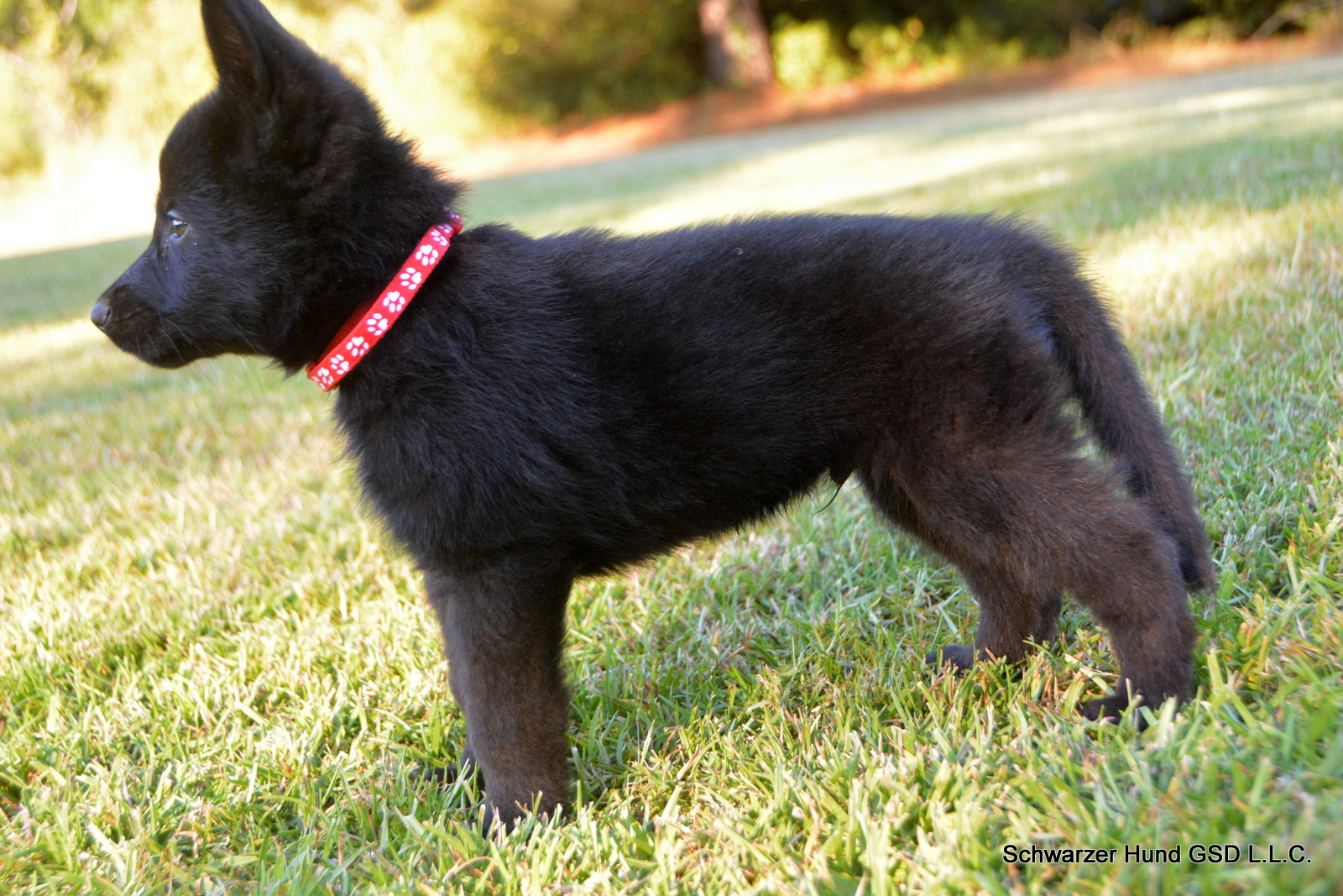 Black German Shepherd Puppy for Sale