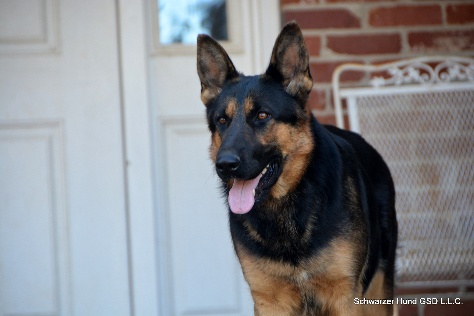 German Shepherd Dog