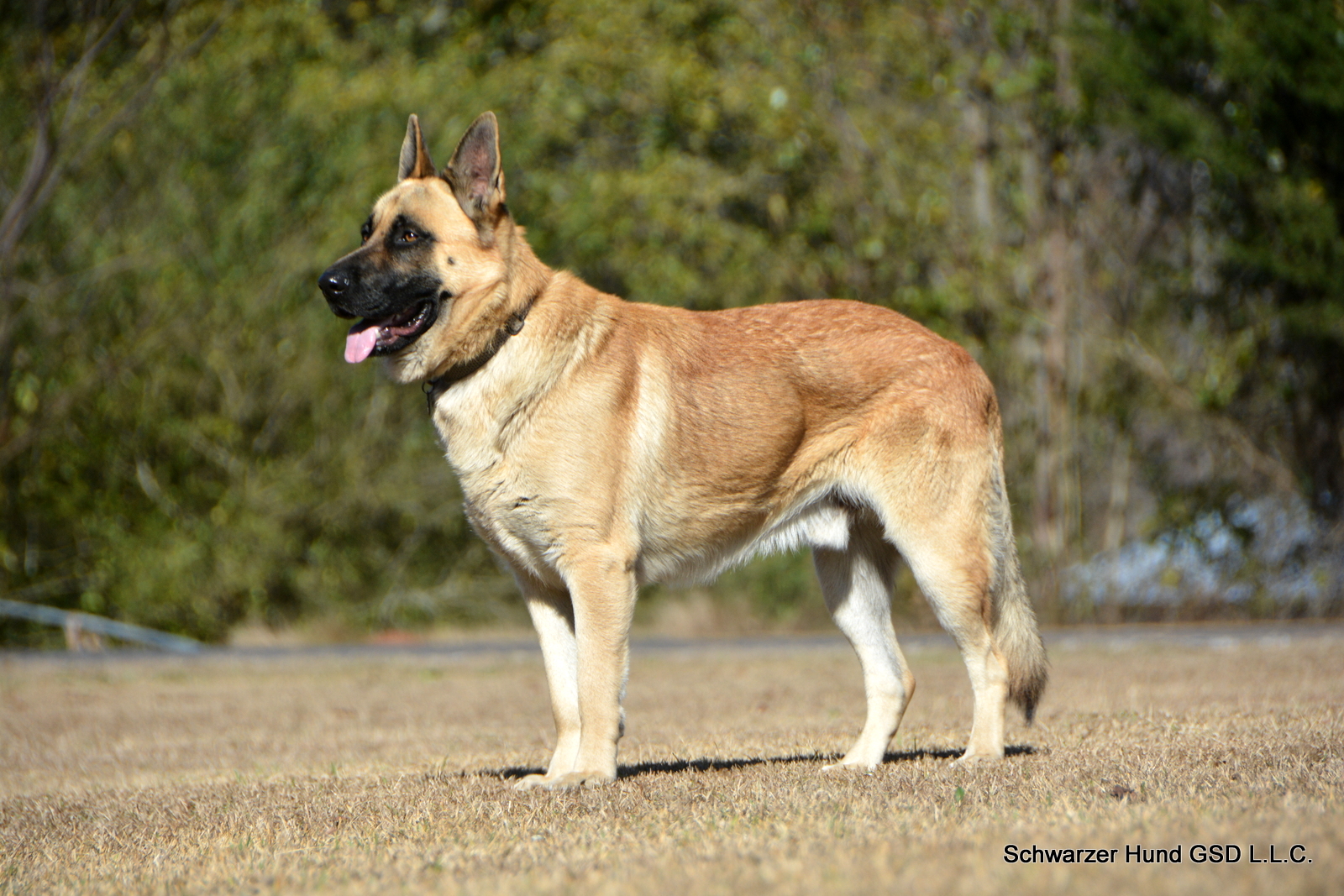 Liver German Shepherd Dog