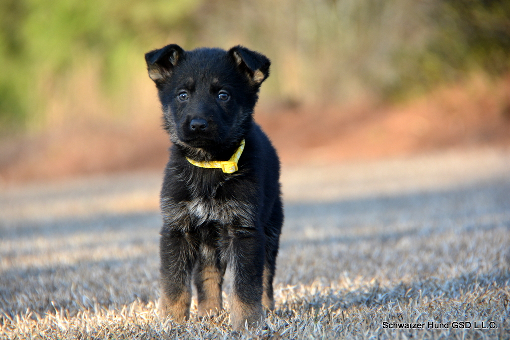 German Shepherd puppy for sale