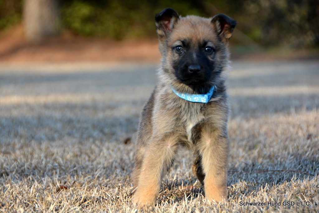 German Shepherd puppy for sale