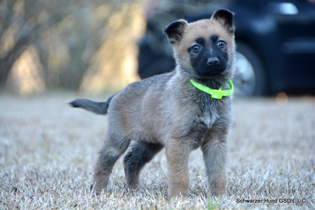 German Shepherd puppy for sale