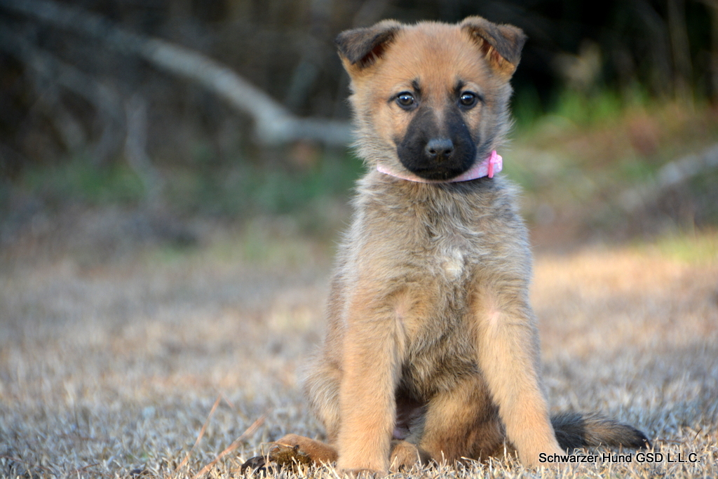 German Shepherd puppy for sale