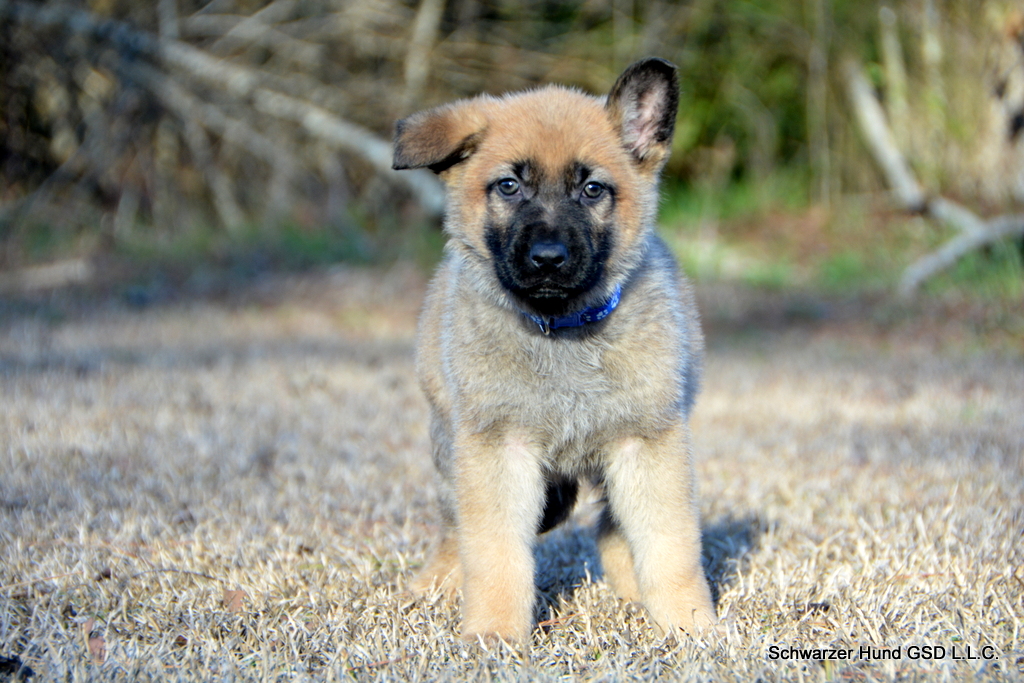 German Shepherd puppy for sale