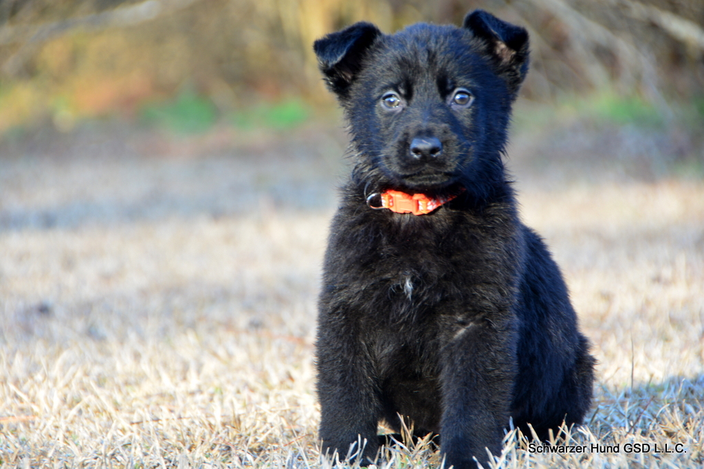 German Shepherd puppy for sale