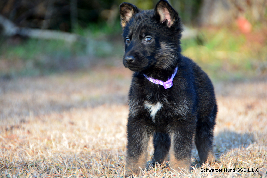 German Shepherd Puppy for sale