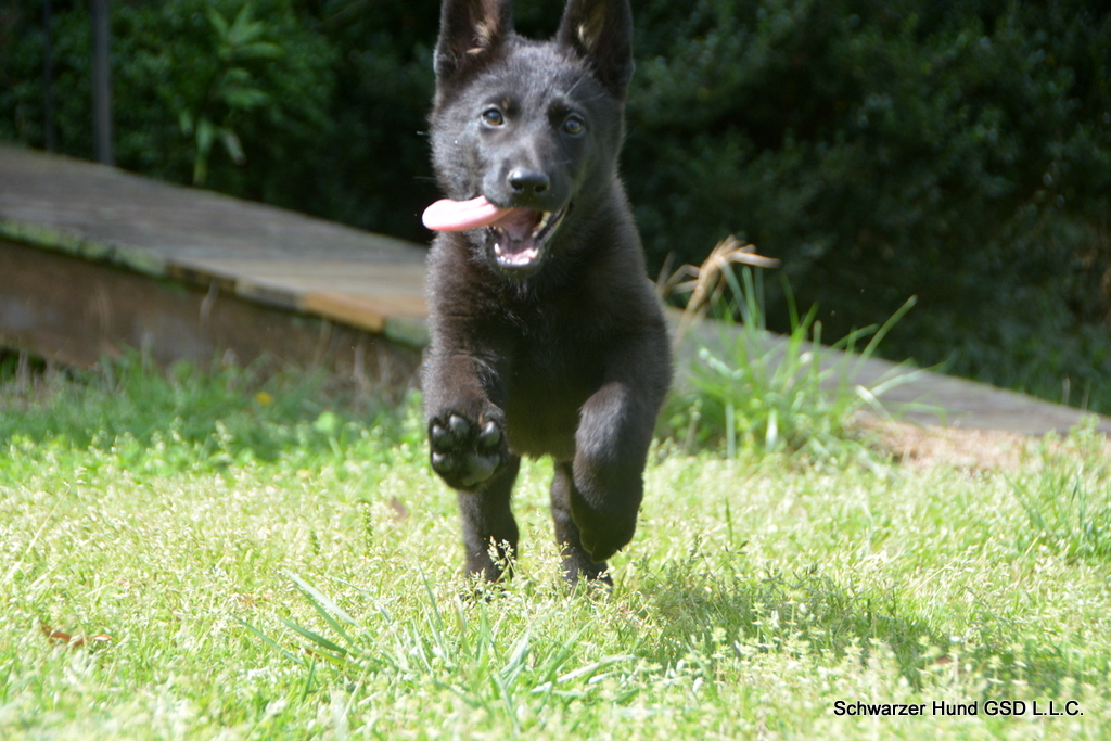 German Shepherd puppy for sale