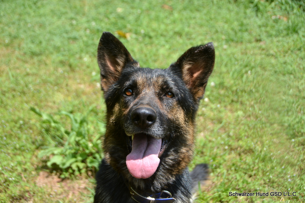German Shepherd Dog