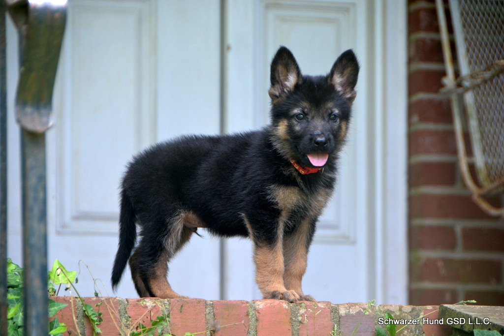 https://www.schwarzerhund.com/wp-content/uploads/2026/07/D71_5833-red-boy.jpg