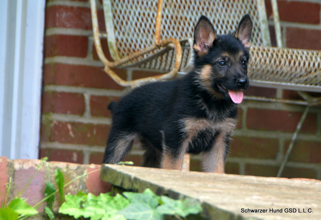 German Shepherd Puppy for Sale