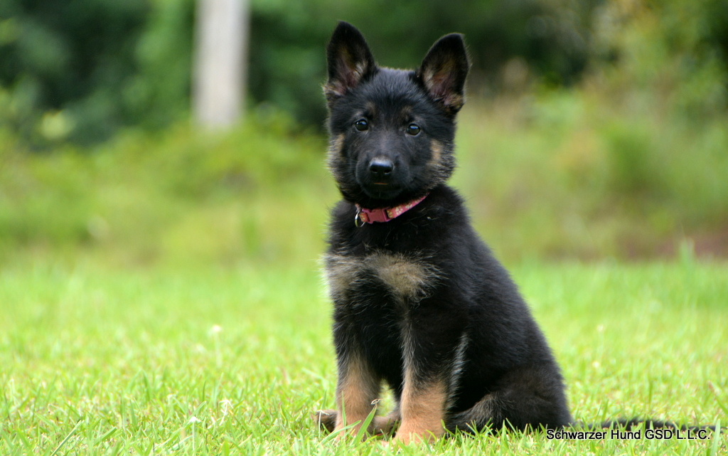 German Shepherd Puppy for Sale