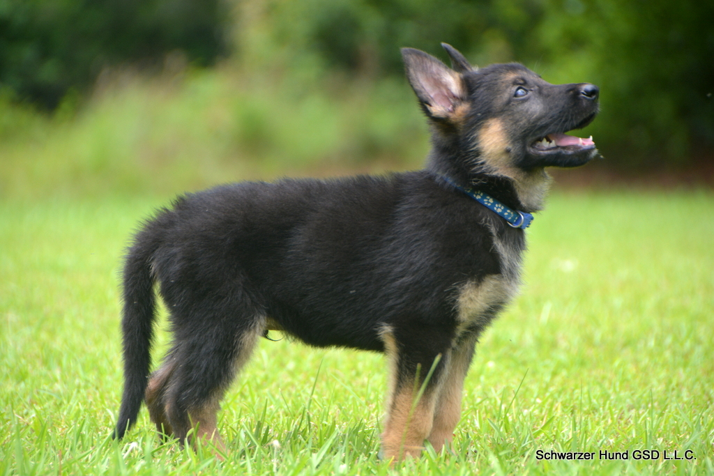 German Shepherd Puppy for Sale