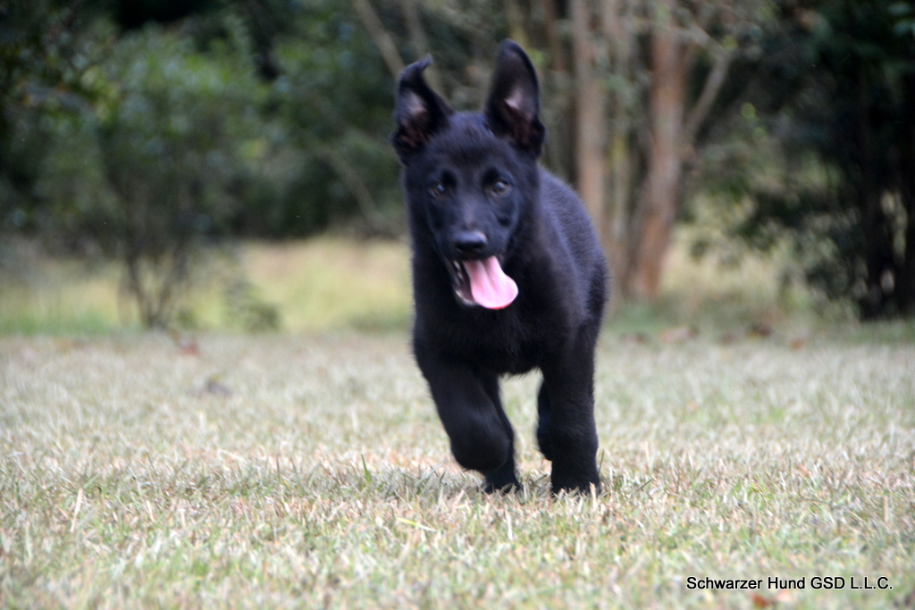 Black German Shepherd puppy